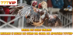 Briga de galo online - Regras e dicas de ouro da casa de apostas 777VIP